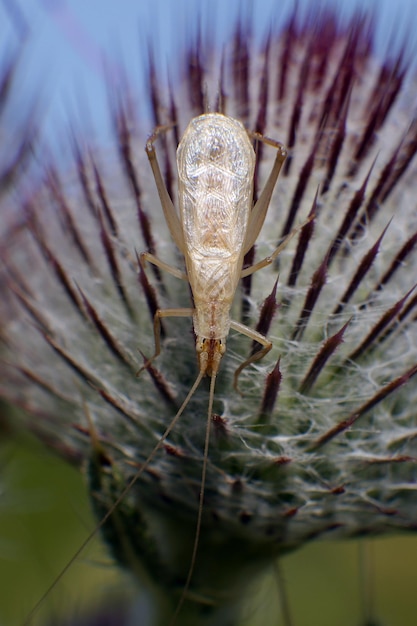 Foto prossimo piano del bruco sulla pianta