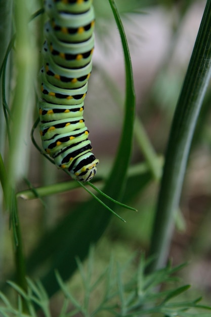 Foto prossimo piano del bruco sulla pianta