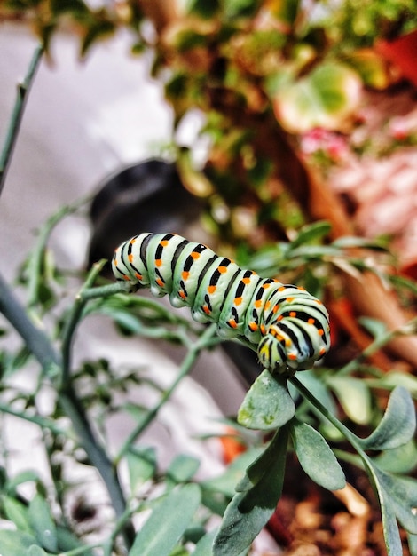 close-up of caterpillar on plant