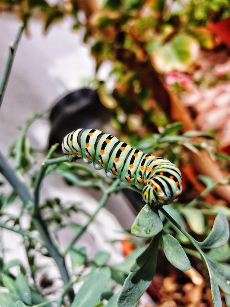 Photo close-up of caterpillar on plant