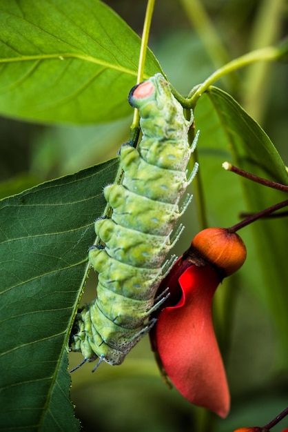 Foto prossimo piano del bruco sulla pianta