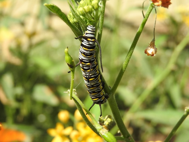 Foto prossimo piano del bruco sulla pianta