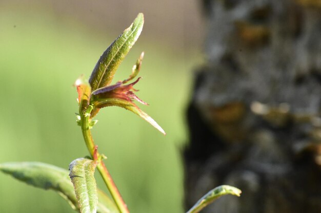 Photo close-up of caterpillar on plant