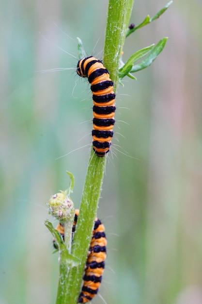 Photo close-up of caterpillar on plant