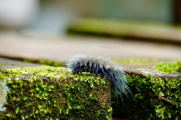 植物上のカタツムリのクローズアップ