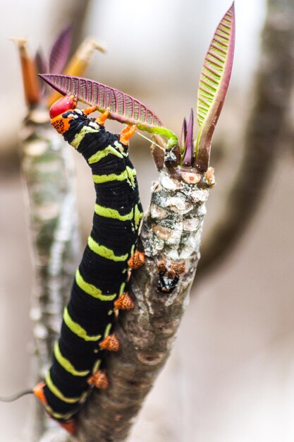 Photo close-up of caterpillar on plant