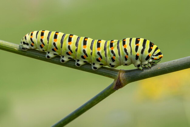 Photo close-up of caterpillar on plant