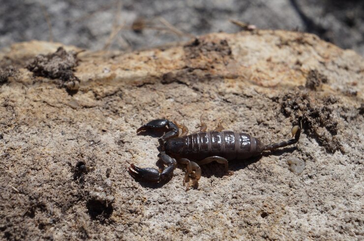 Photo close-up of caterpillar on rock
