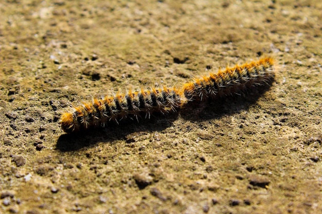 Photo close-up of caterpillar on sand