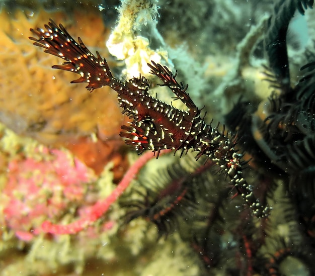 Foto prossimo piano di un bruco in mare.