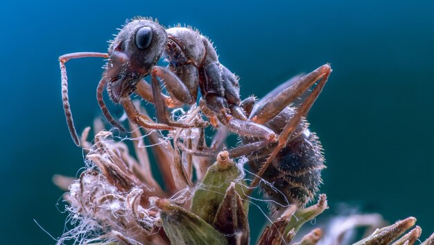 Close-up of caterpillar on sea