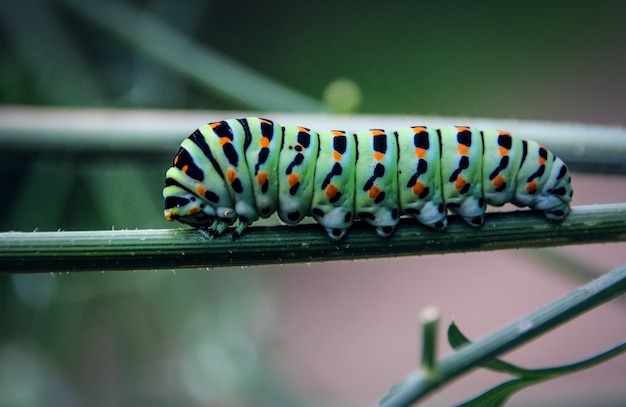 Photo close-up of caterpillar on stem