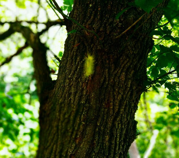 Close-up of caterpillar on tree trunk