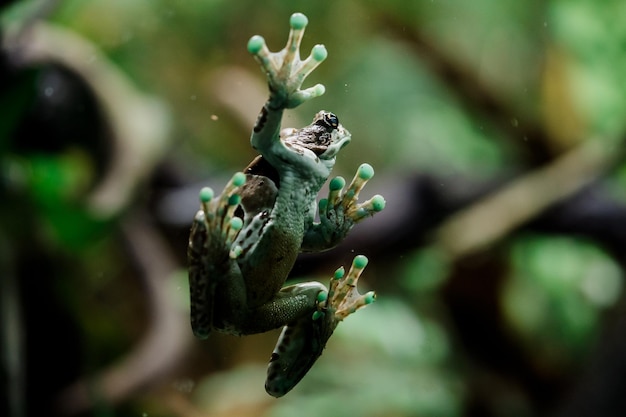 Photo close-up of caterpillar on tree