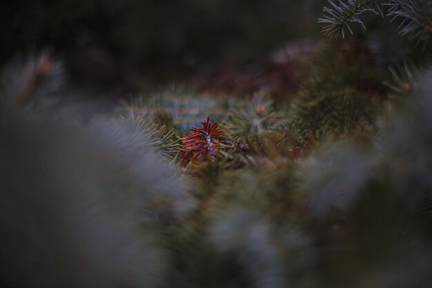 Close-up of caterpillar on tree