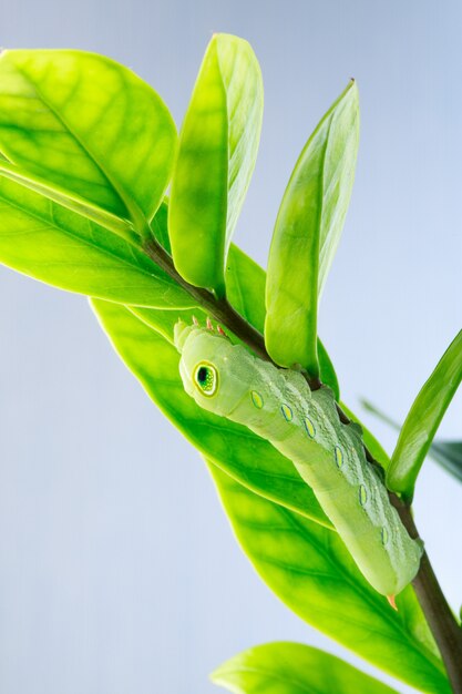 Close up on caterpillar worm