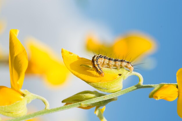 Close-up of caterpillar on yellow flower