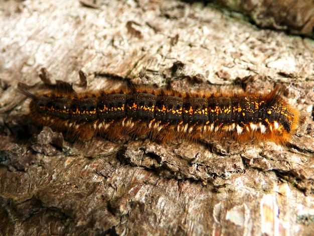 Photo close-up of caterpillar