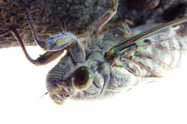 Close-up of caterpillar