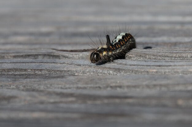 Photo close-up of caterpillar