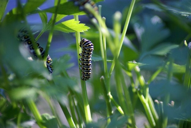 Photo close-up of caterpillars on leaf