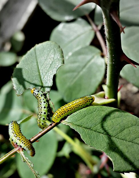 Close-up of caterpillars on plant