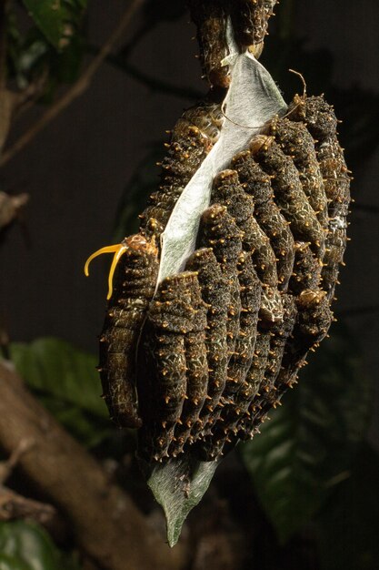 Photo close-up of caterpillars on tree