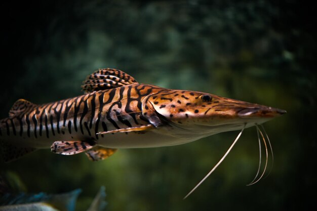 Foto prossimo piano del pesce gatto che nuota