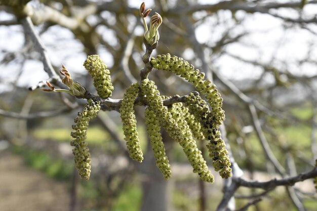 Photo close-up of catkin flowers on a tree