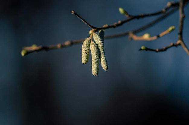 Foto close-up di catkins sul ramo