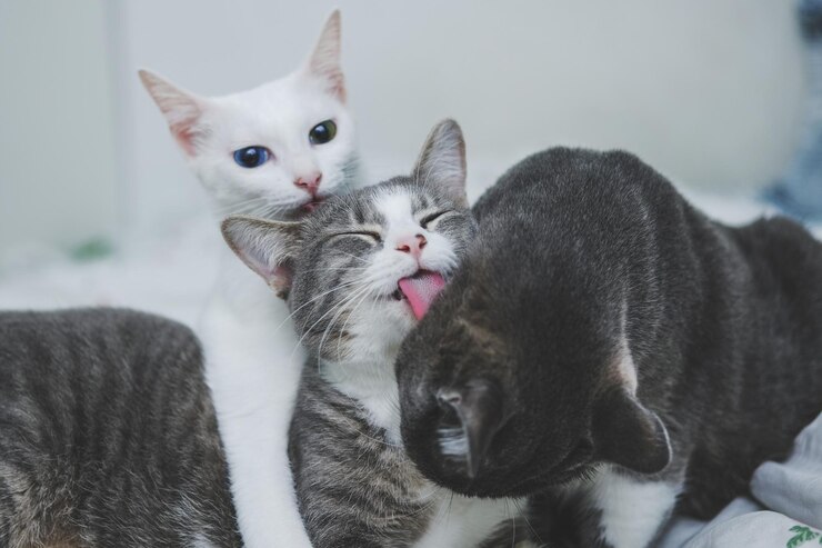 Photo 서로 돌보는 고양이들의 클로즈업