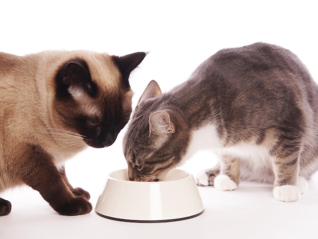 Foto close-up di gatti che bevono latte da una ciotola sullo sfondo bianco