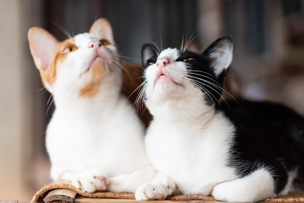 close-up of cats looking up while sitting on table