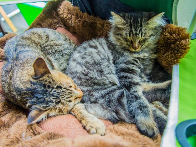 Foto close-up di gatti che si rilassano