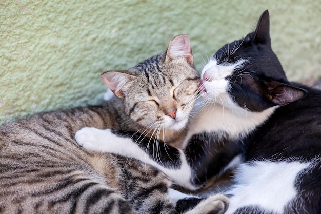 Foto close-up di gatti che si riposano