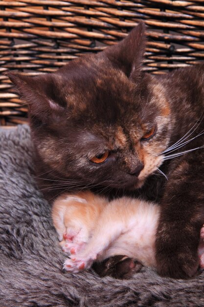 Foto close-up di gatti che si riposano