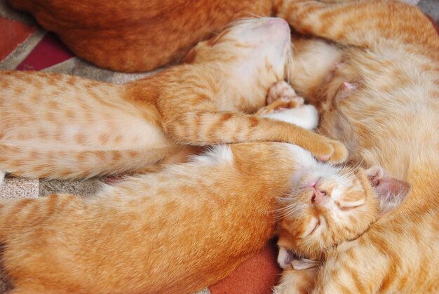 Foto close-up di gatti che dormono sul pavimento