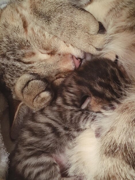 Photo close-up of cats sleeping