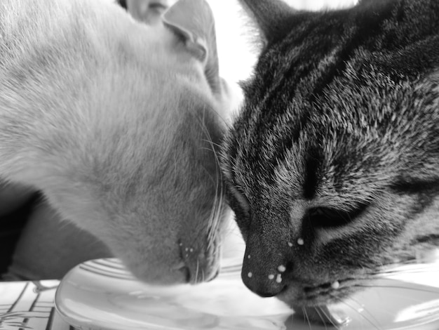 Foto close-up di gatti con gli occhi chiusi