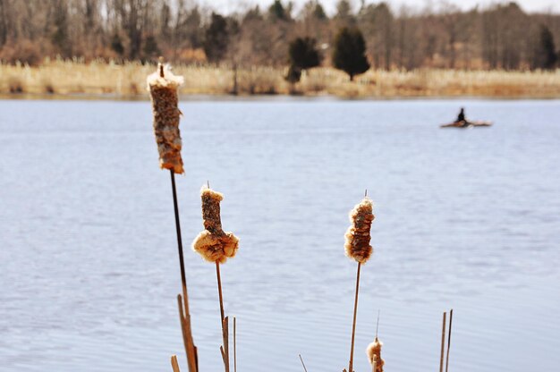 Close-up of cattail fluff in lake