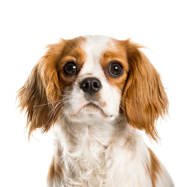 Close-up of a Cavalier King Charles in front of white background