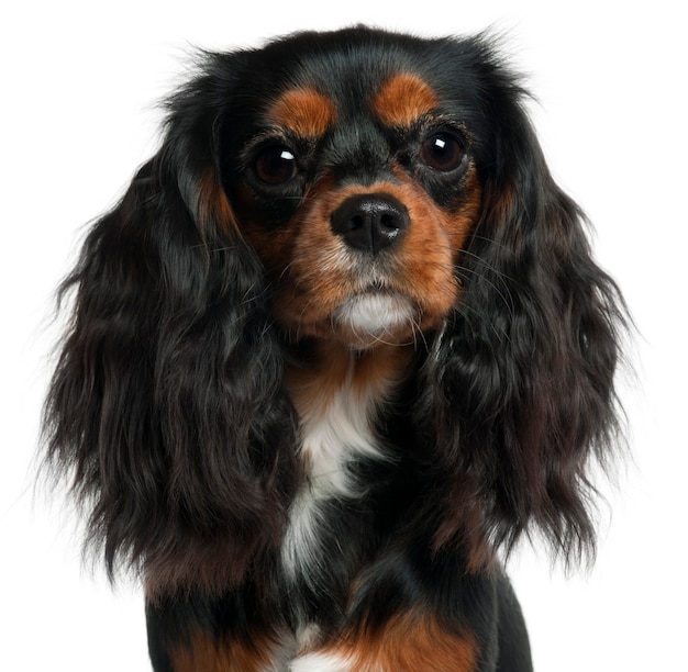 Primo piano del cavalier king charles spaniel, 11 mesi