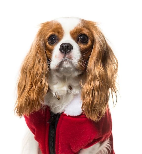 Close-up of a Cavalier King Charles Spaniel Dog wearing a red dog coat