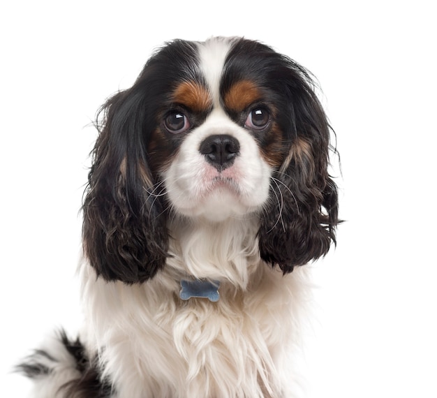 Close up of a Cavalier King Charles Spaniel looking at the camera isolated on white