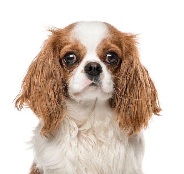 Close-up of Cavalier King Charles Spaniel