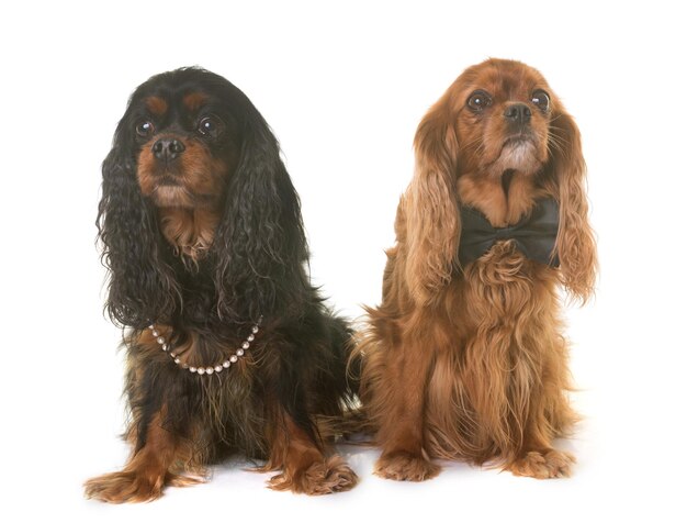 Photo close-up of cavalier king charles spaniels against white background