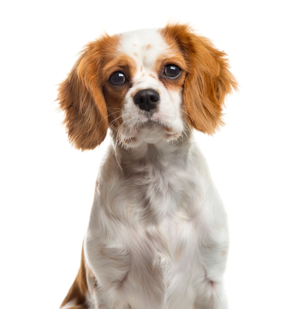 Close-up of a Cavalier Kingin front of a white wall