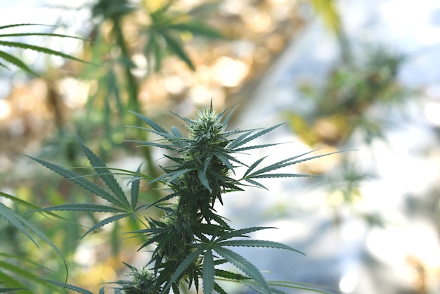 Close-up of CBD plant in outdoor cultivation for medicinal use.