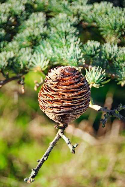 Foto close up di un cono di cedro con sfondo sfocato.