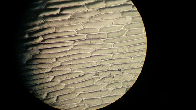 Foto prossimo piano delle cellule viste al microscopio